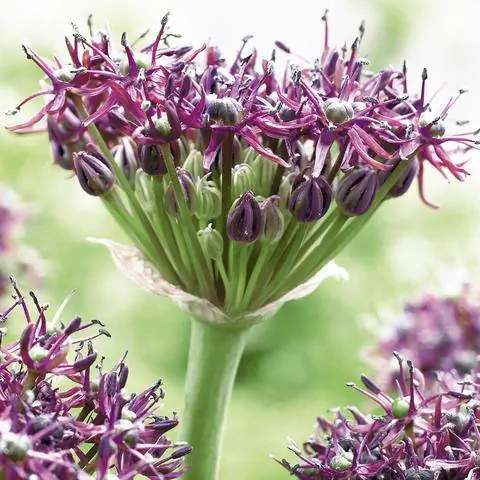 Лук-порей гранатовый (Allium atropurpureum)