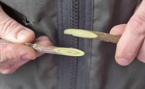 Обработка черешни