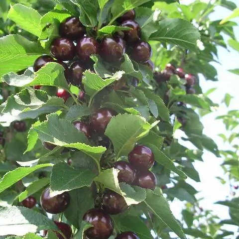 Вишня колоновидная сорт 'Яхим'