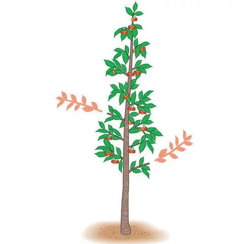 Обрезать колоновидную вишню