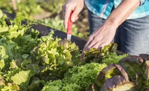 Урожай салата на приподнятой грядке