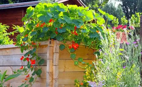 Настурции на приподнятой грядке