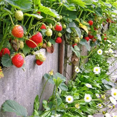 Клубника на приподнятой грядке