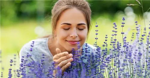 Заварите лавандовый чай сами