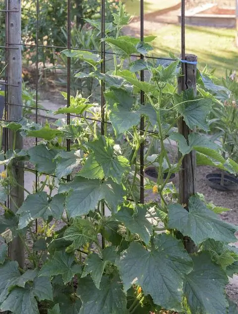 Огурцы в открытом грунте