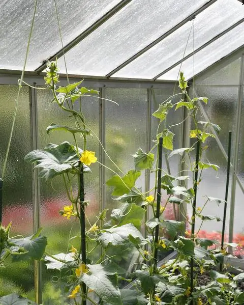 Огурцы в теплице