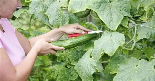 Лучшие сорта огурцов для поля и теплицы