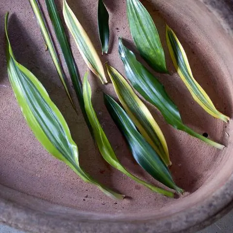 Листья драконьего дерева