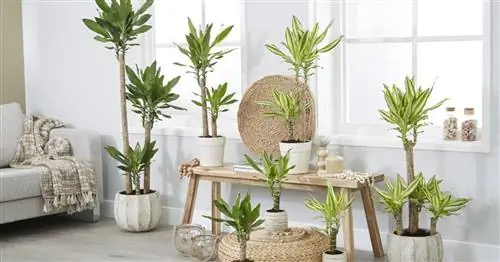 Насколько ядовито драконово дерево?