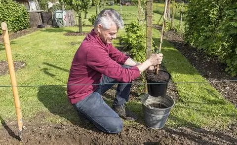 сажать лозы