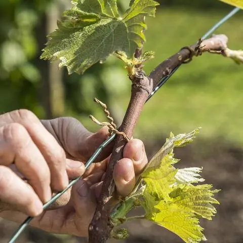 прикрепить лианы