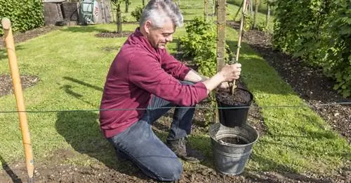 Посадка лозы: вот что важно