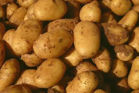 Картофель сорт 'Зиглинде'