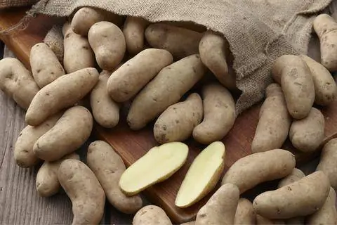 Картофель сорт ‘La Ratte’