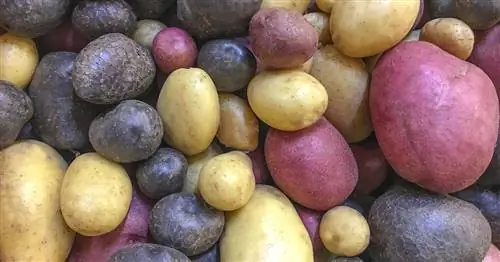 Краткий обзор 50 лучших сортов картофеля