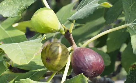 Спелый и незрелый инжир
