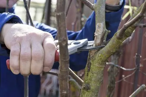 Удалить замороженный побег