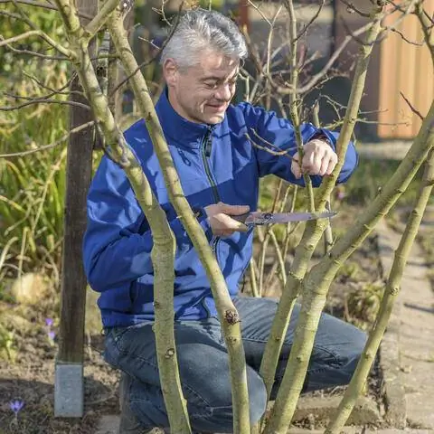 Вырезать ветки