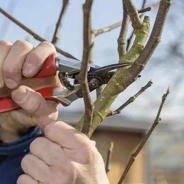 Уменьшить боковые ответвления