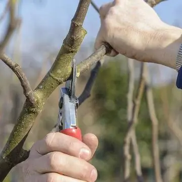 Обрежьте концы побегов боковых основных ветвей.