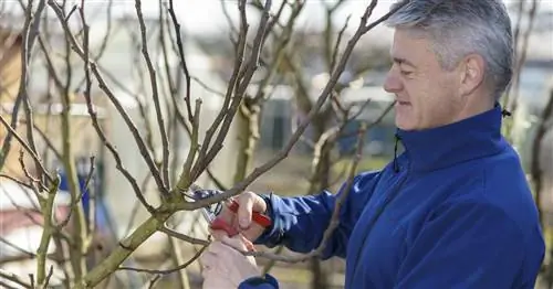 Обрезка смоковницы: как это делают профессионалы