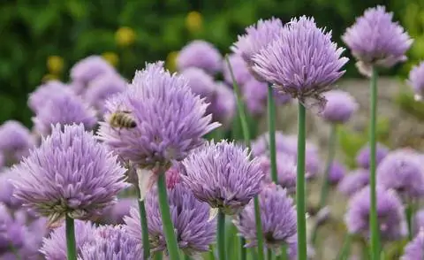 Цветы лука-резанца очень нравятся пчелам.