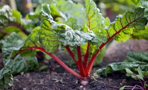 мангольд красный стебель