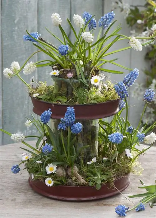 Виноградные гиацинты и ромашки