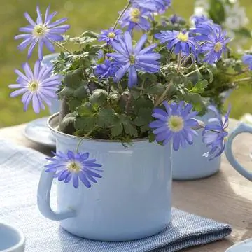 Radiance Anemone в кружке