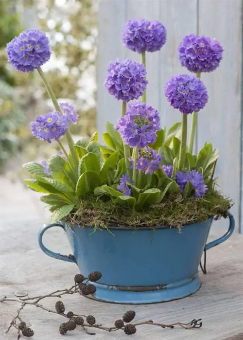 Первоцветы земного шара в эмалированной посуде