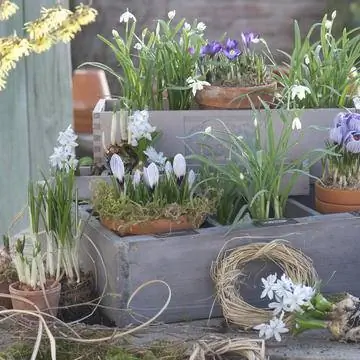 Весенние цветы в деревянных ящиках