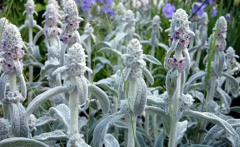 Wollziest (Stachy byzantina)