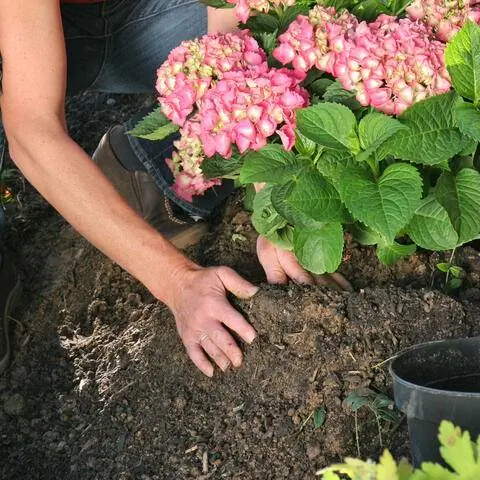 Придавить почву вокруг гортензии