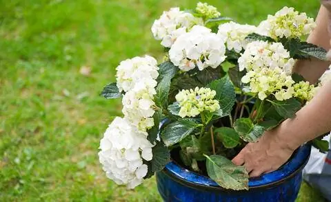 Гортензии в горшке