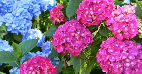 Посадка гортензии: советы по грядкам и горшкам