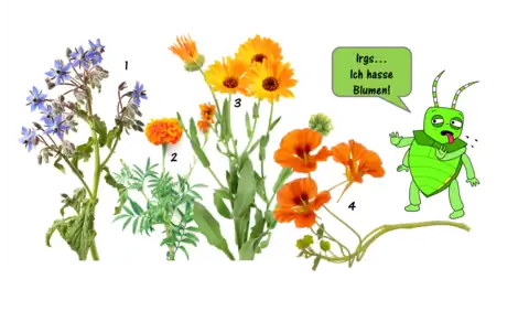 разные цветы