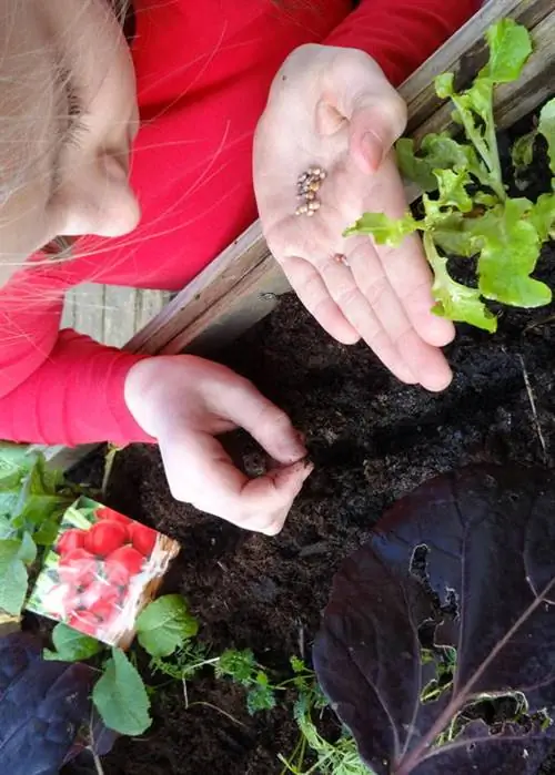 семена растений