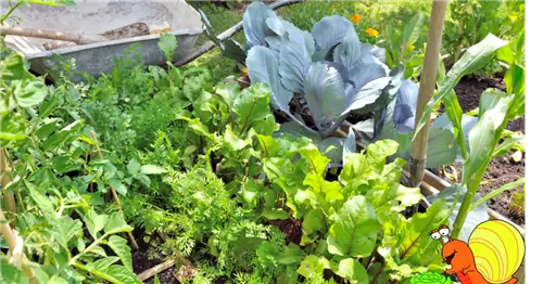 Шаг за шагом: от посева до сбора урожая