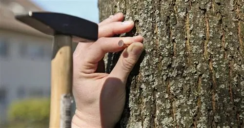 Может ли медный гвоздь убить дерево?