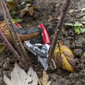 Обрезать осеннюю малину