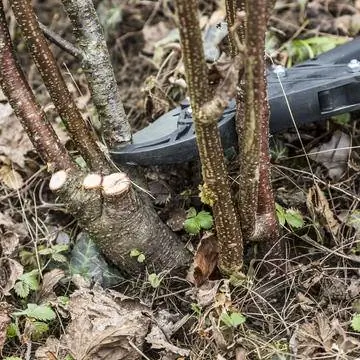 Обрезают разросшиеся основные побеги