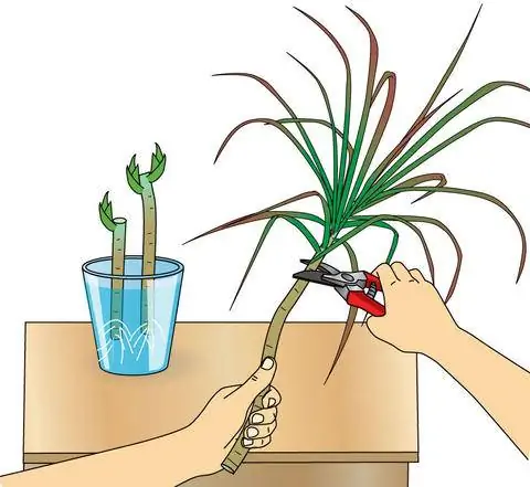 Отделите пучок листьев