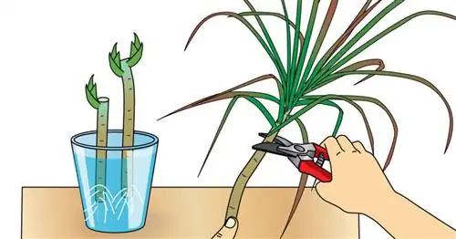 Резка драконьего дерева: обратите на это внимание