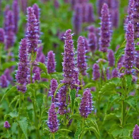 Сладкая крапива (Agastache rugosa)