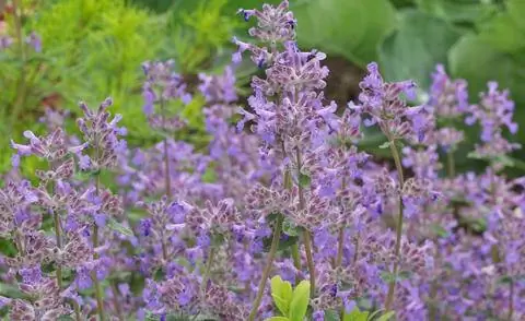 Кошачья мята (Nepeta racemosa)