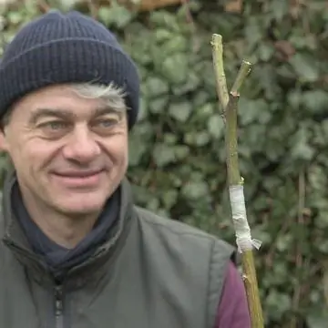 Лента для прививки защищает место прививки