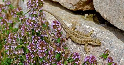 Жилище животных: Так оживает сад