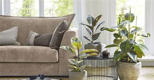 Размножение каучуковых деревьев: лучшие методы