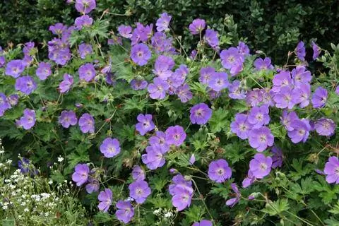 Cranesbill 'Rozanne (гибрид герани)
