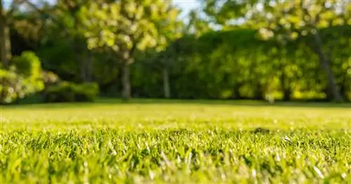 Как подготовить газон к засушливому лету